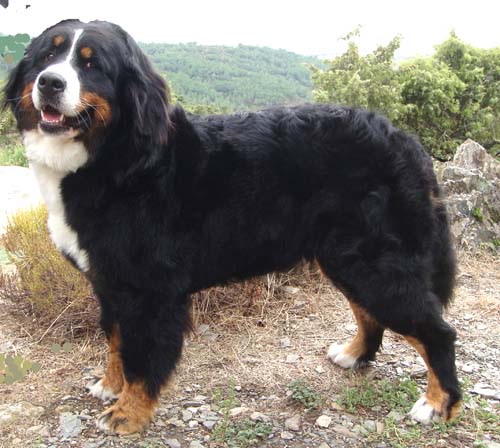 Bernese Ashley